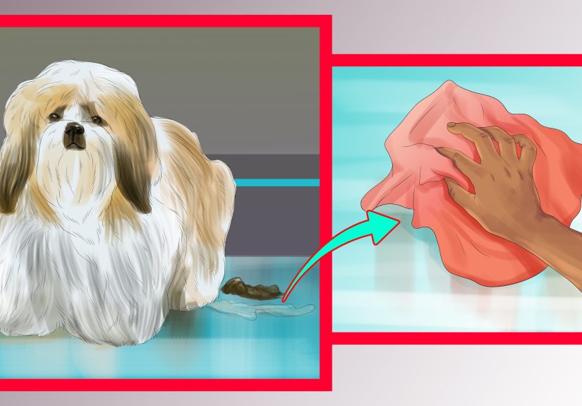 3 Ways to Housebreak Shih Tzu Puppies