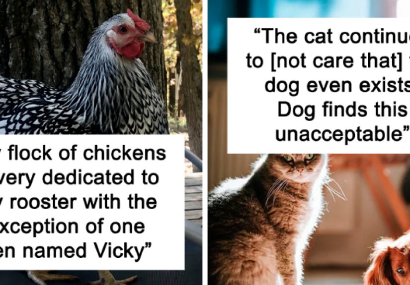 40 Owners Of Multiple Pets Share The Dramas They Get To Witness