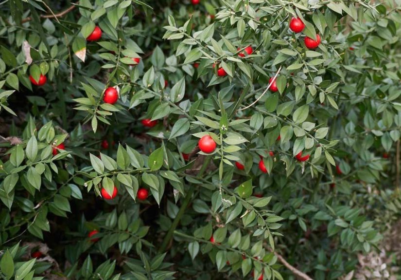 Butcher's Broom: Benefits, Side Effects and Dosage