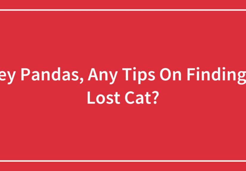 Hey Pandas, Any Tips On Finding A Lost Cat? (Closed)