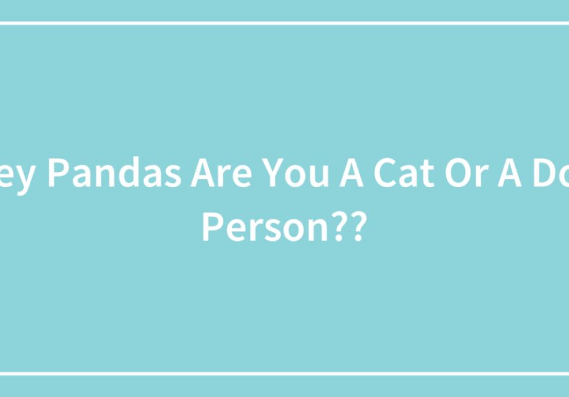 Hey Pandas Are You A Cat Or A Dog Person??
