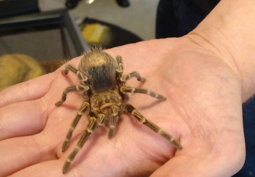 Hey Pandas, Photoshop My Spider
