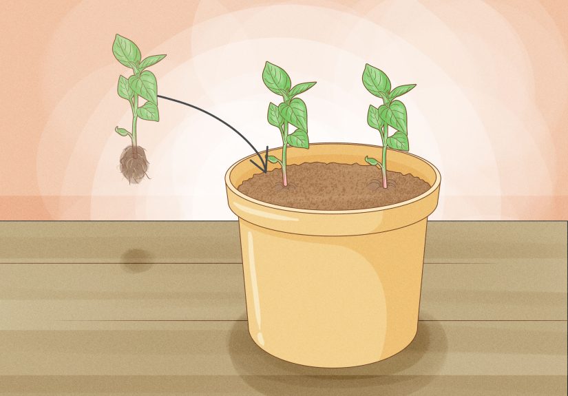 How to Grow Bell Peppers Indoors: A Comprehensive Guide