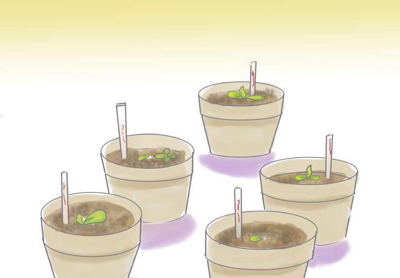 How to Start Vegetable Seeds Indoors: 8 Steps