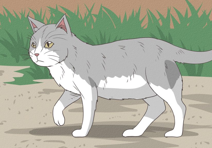 How to Take in a Stray Cat: Simple Care Instructions