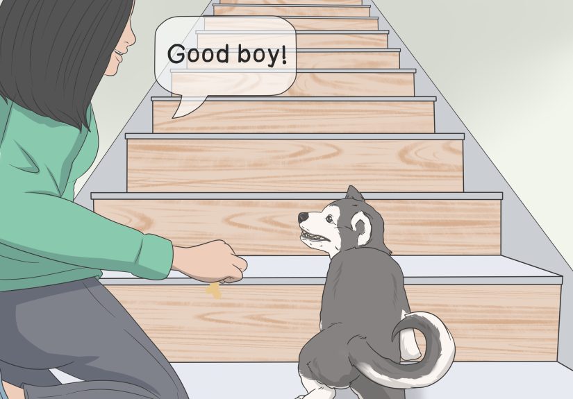 How to Train a Scared Dog to Go Down the Stairs: 8 Steps