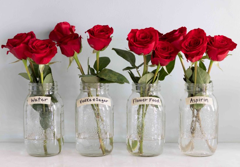 I Tried 3 Methods to Keep My Roses Fresh and 1 Really Worked