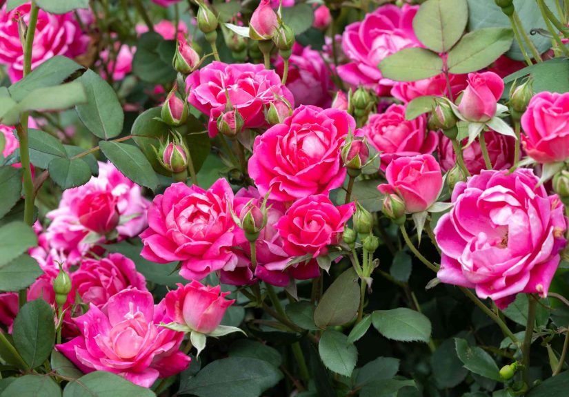 Is It Too Late to Cut Back Knockout Roses? Everything You Need to Know