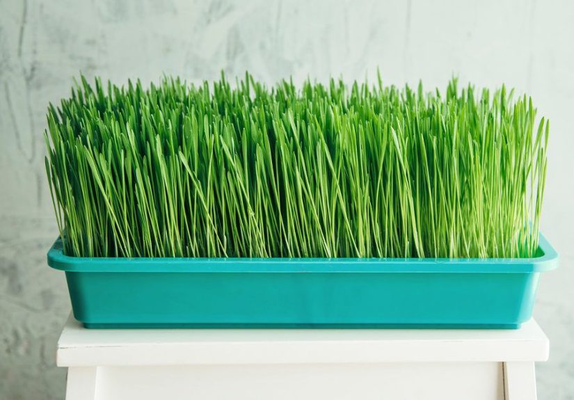 Is Wheatgrass Gluten-Free?