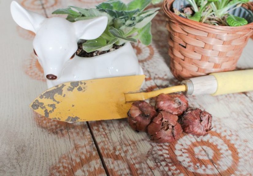 The Best Time to Plant Bulbs