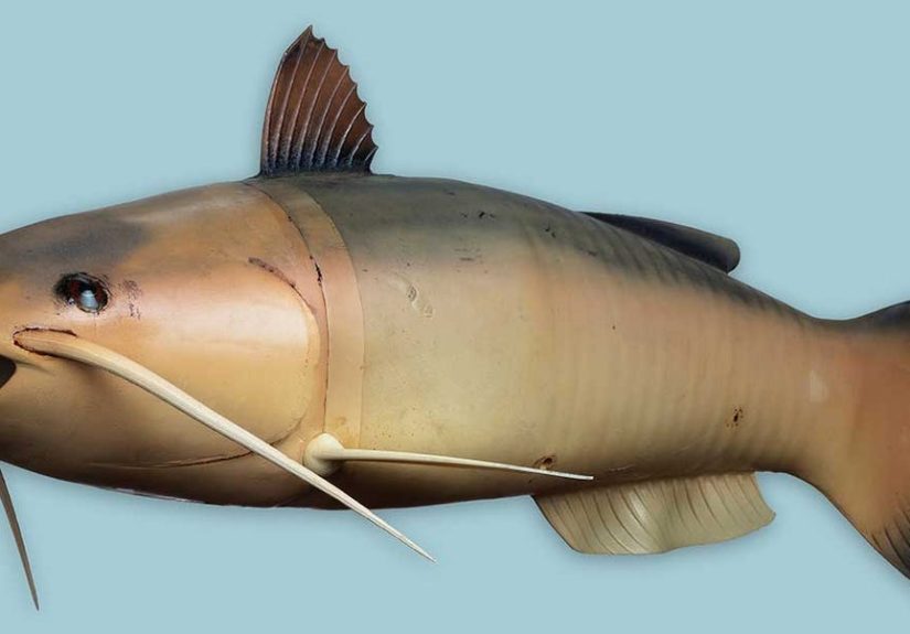 The CIA Once Built a Robotic Catfish Spy